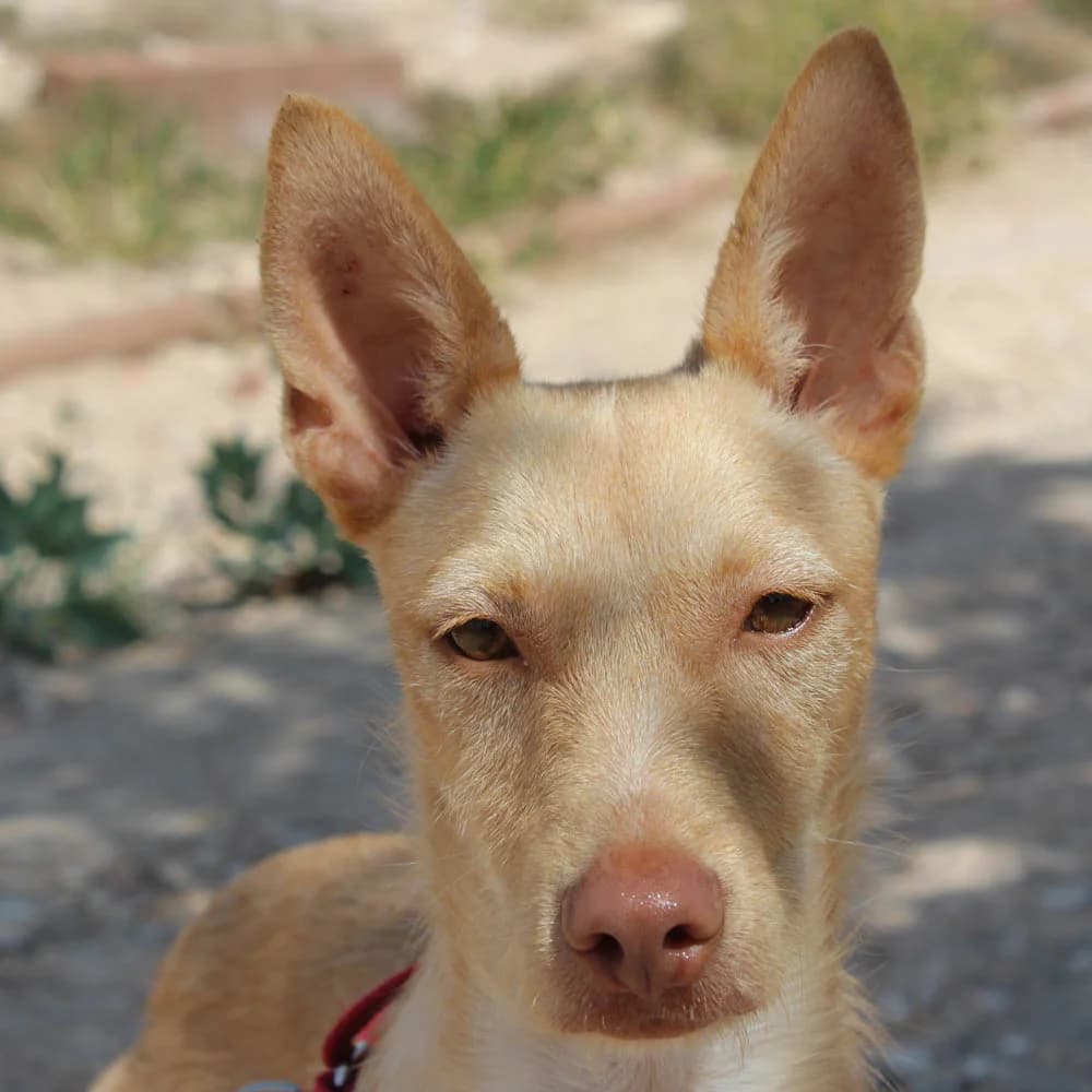 Luca, Mixed Breed for adoption at Tierschutzverein Europa, München