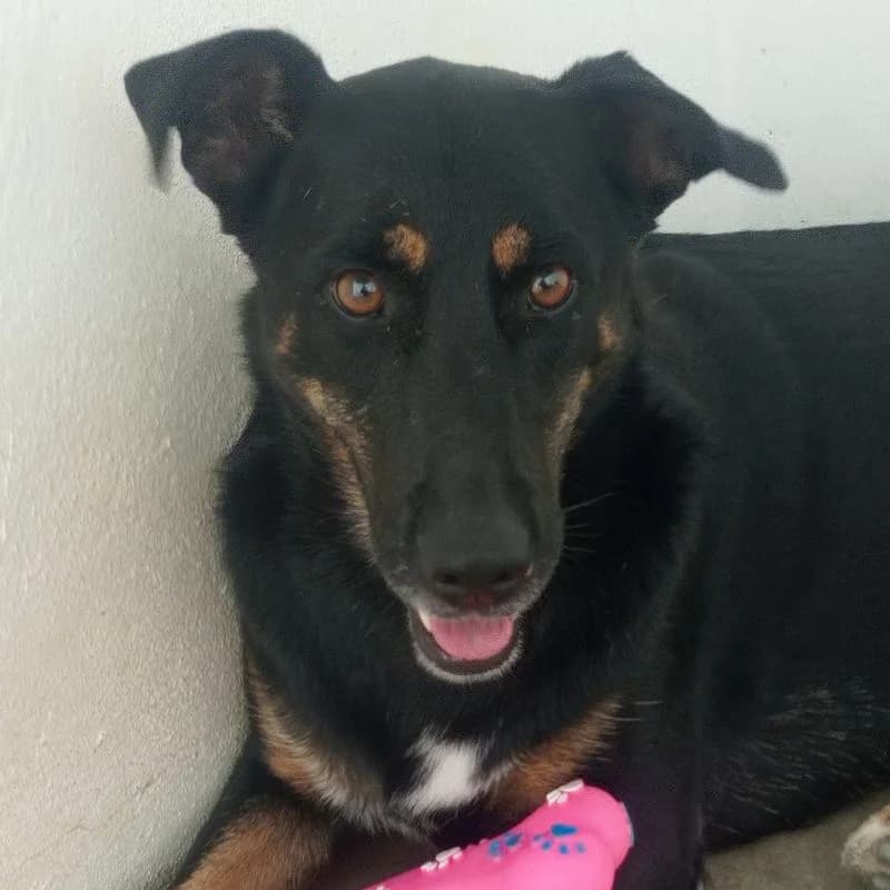 Luca, Mixed Breed for adoption at Tierschutzverein Europa, München