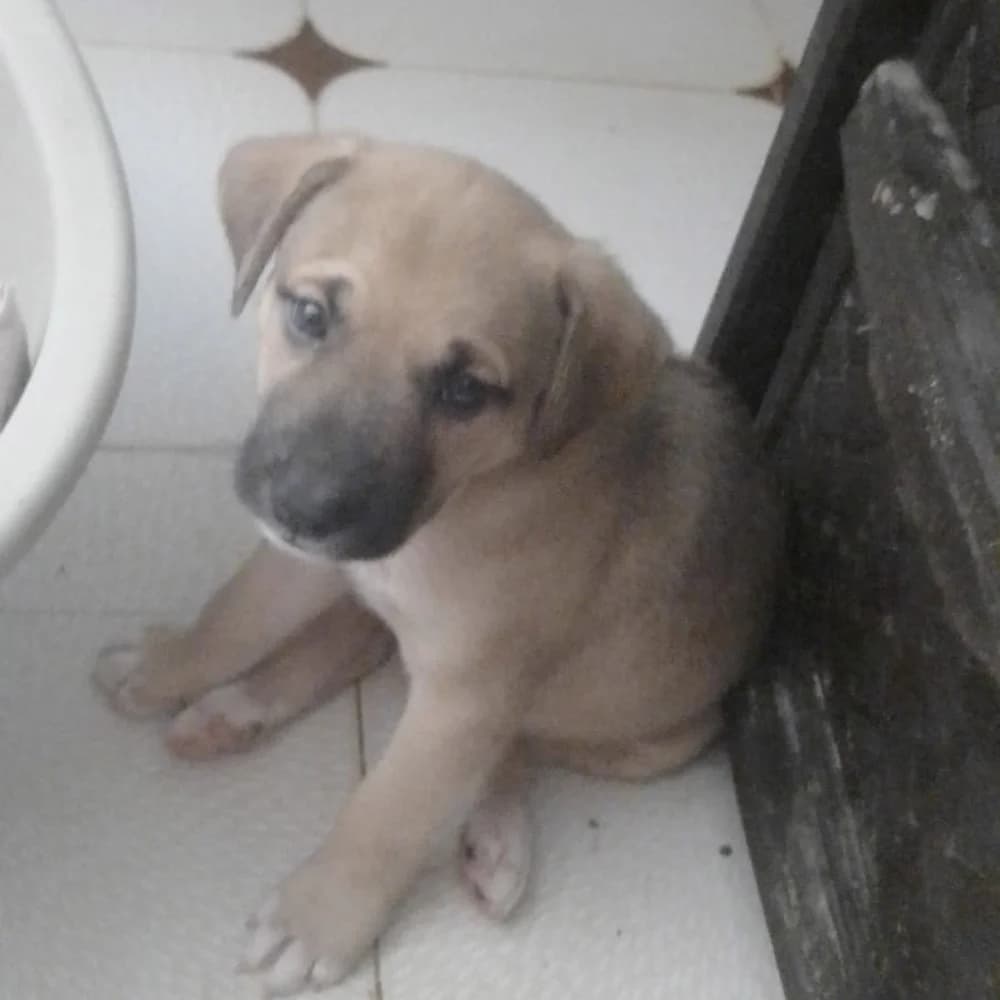 Lucero, puppy Mixed Breed for adoption at Tierschutzverein Europa, München
