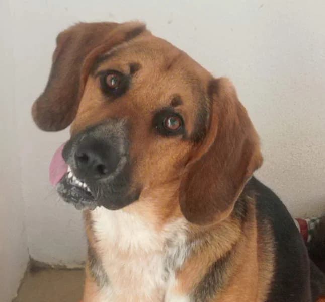 Lucho, Mixed Breed for adoption at Tierschutzverein Europa, München