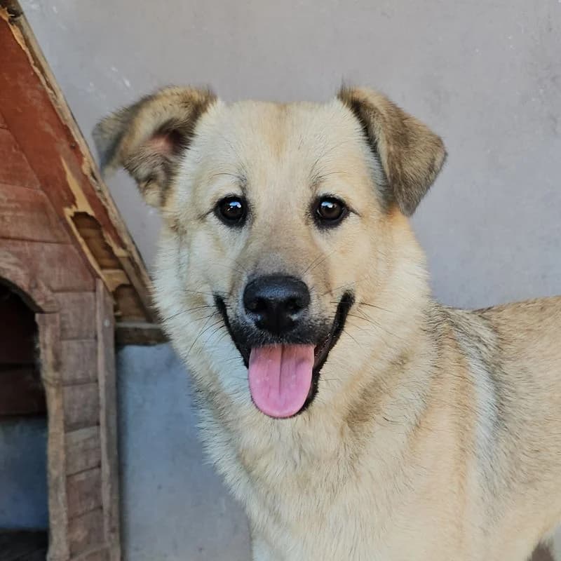 Lucica, Mixed Breed for adoption at Tierschutzverein Europa, München