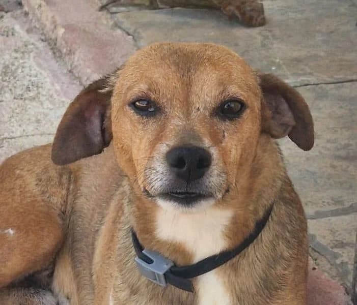 Lucky, Mixed Breed for adoption at Tierschutzverein Europa, München