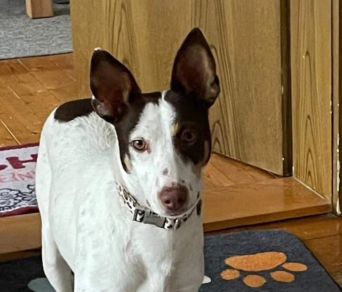 Lucy, Mixed Breed for adoption at Tierschutzverein Europa, München