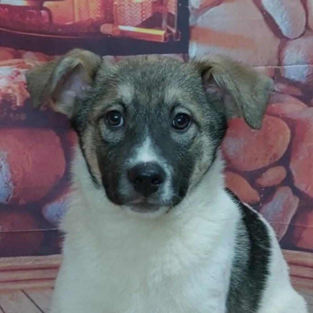 Lucy, Mixed Breed for adoption at Tierschutzverein Europa, München