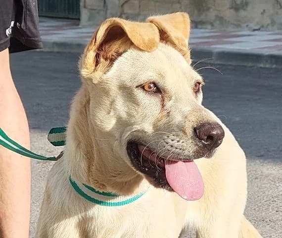 Luigi, Mixed Breed for adoption at Tierschutzverein Europa, München
