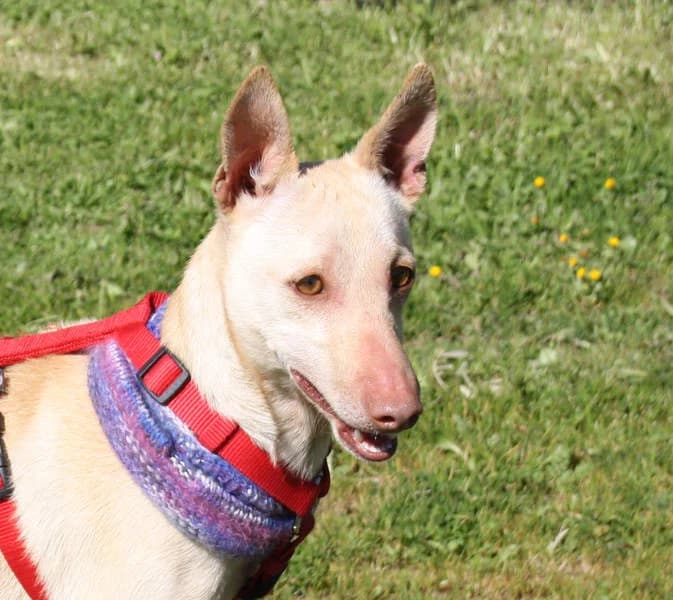Lukas, Mixed Breed for adoption at Tierschutzverein Europa, München