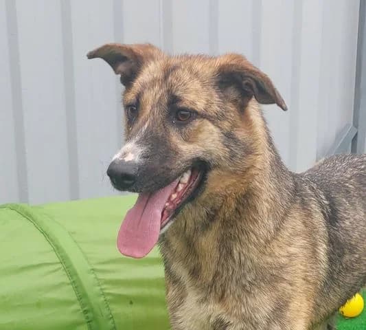 Luna, young Mixed Breed for adoption at Tierschutzverein Europa, München