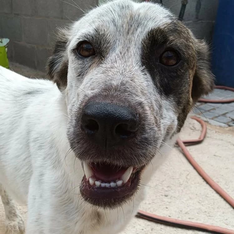 Lunae, Mixed Breed for adoption at Tierschutzverein Europa, München