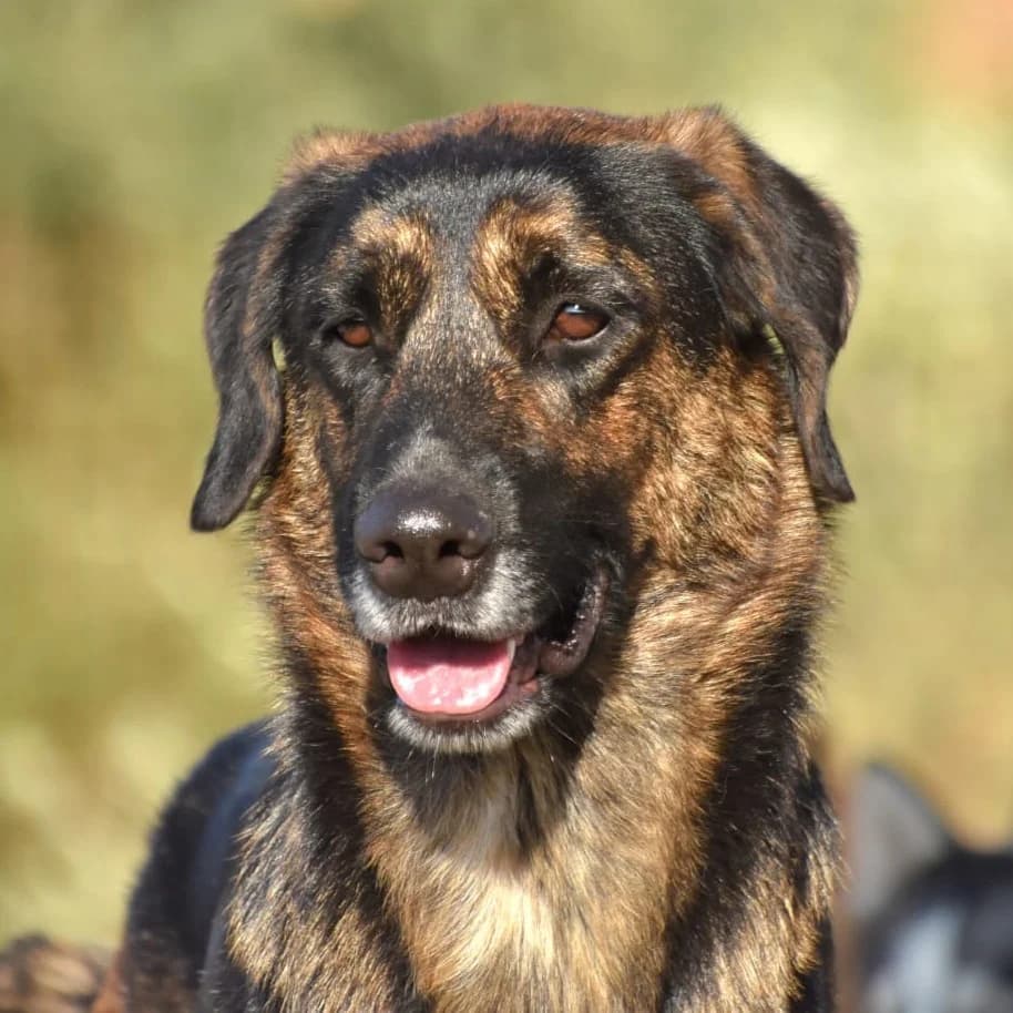 Luo, young Mixed Breed for adoption at Tierschutzverein Europa, München
