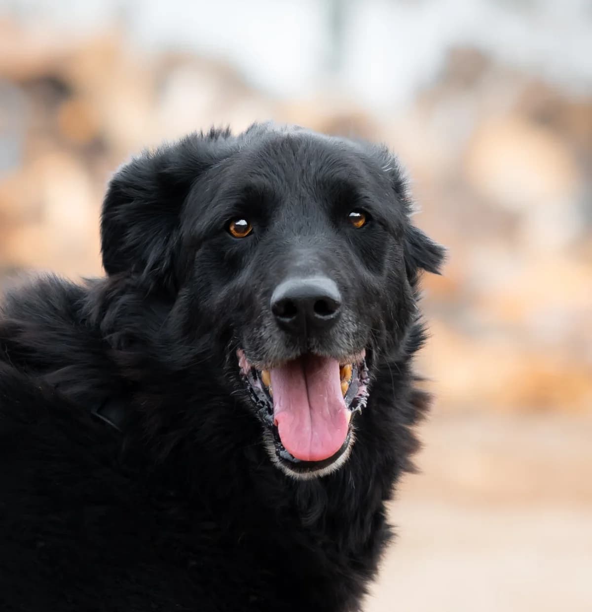 Luther, Mixed Breed for adoption at Tierschutzverein Europa, München