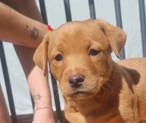 Lyon, weiß puppy Mixed Breed for adoption at Tierschutzverein Europa, München