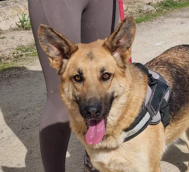 Lyona, 5yo Mixed Breed for adoption at Tierschutzverein Europa, München