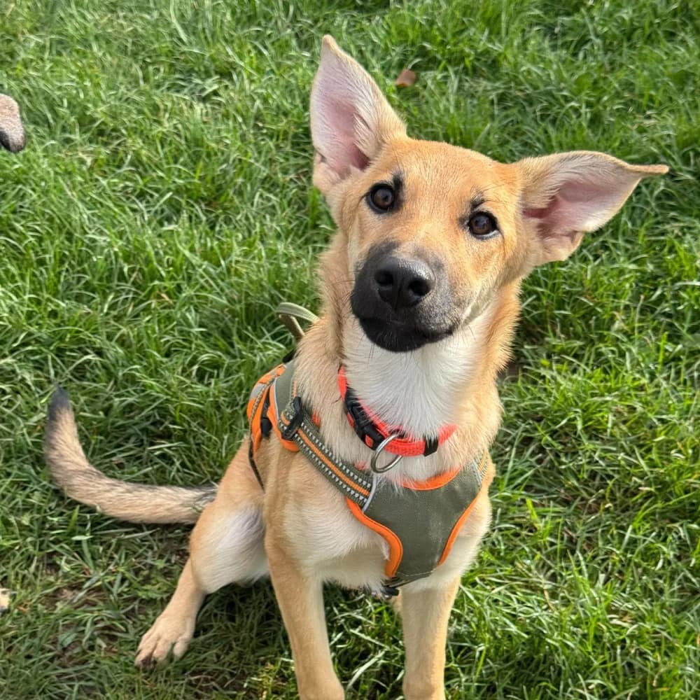 Lyra, Mixed Breed for adoption at Tierschutzverein Europa, München