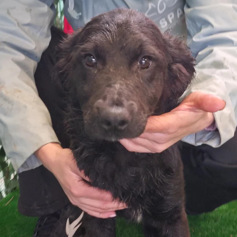 Maggy, Mixed Breed for adoption at Tierschutzverein Europa, München