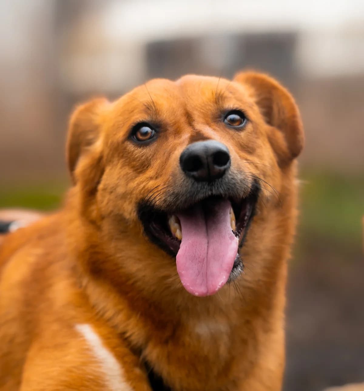 Mango, young Mixed Breed for adoption at Tierschutzverein Europa, München