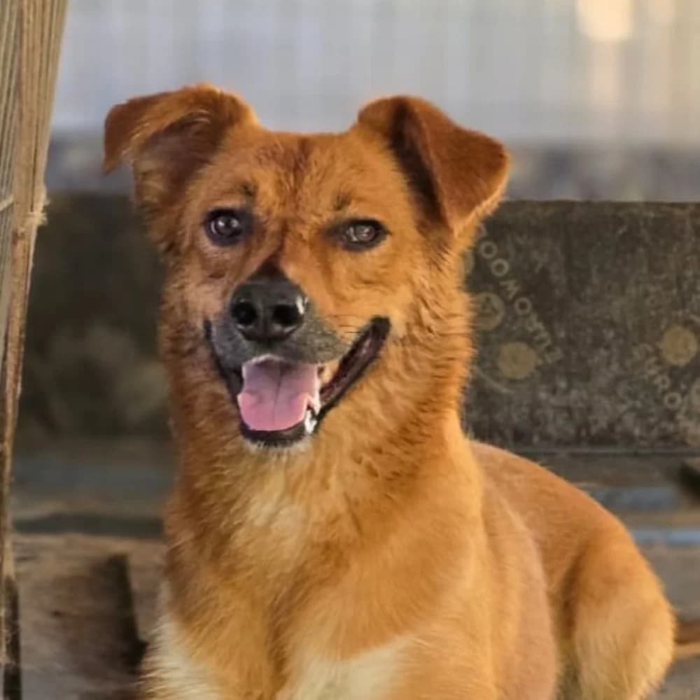 Mango, young Mixed Breed for adoption at Tierschutzverein Europa, München