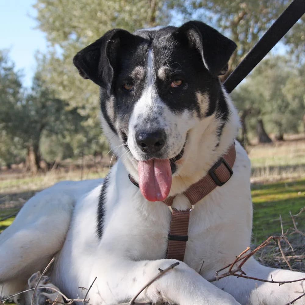 Manila, 4yo Mixed Breed for adoption at Tierschutzverein Europa, München