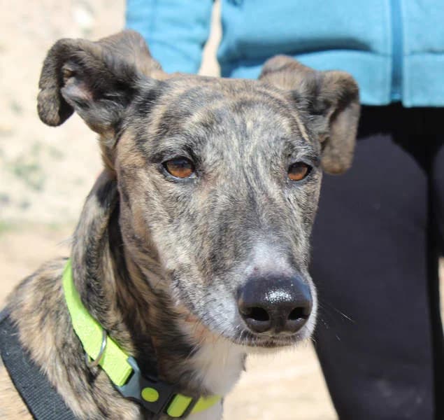 Mariana, Mixed Breed for adoption at Tierschutzverein Europa, München