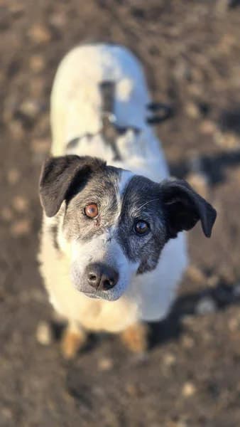 Marie-Curie, Mixed Breed for adoption at Tierschutzverein Europa, München