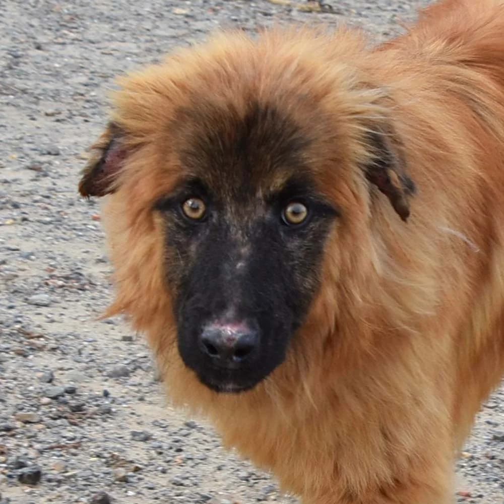 Marley, Mixed Breed for adoption at Tierschutzverein Europa, München