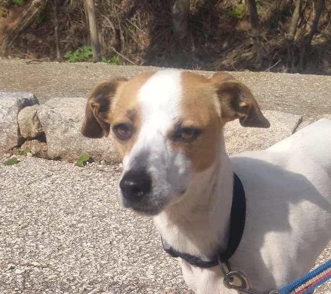 Marta, Mixed Breed for adoption at Tierschutzverein Europa, München