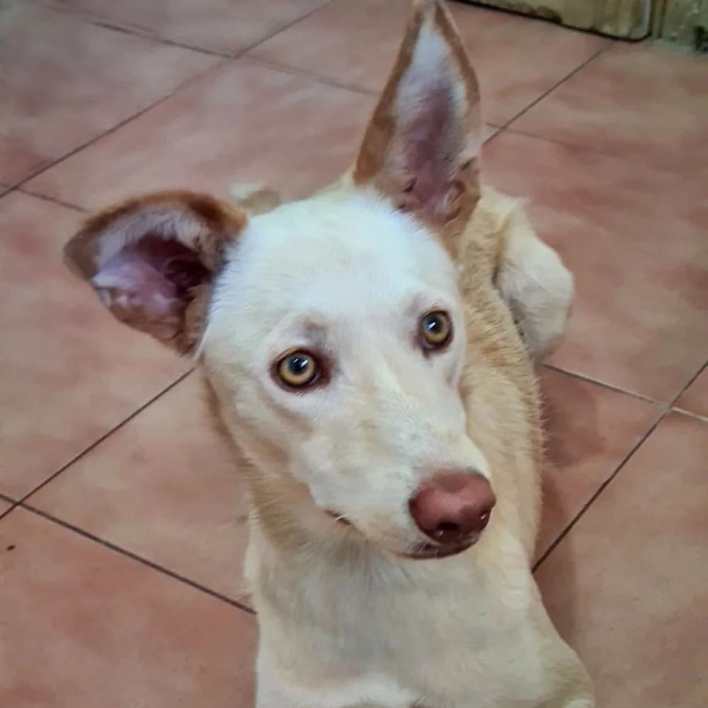 Marvin, Mixed Breed for adoption at Tierschutzverein Europa, München