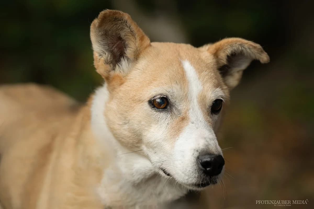Matilda, young Mixed Breed for adoption at Tierschutzverein Europa, München