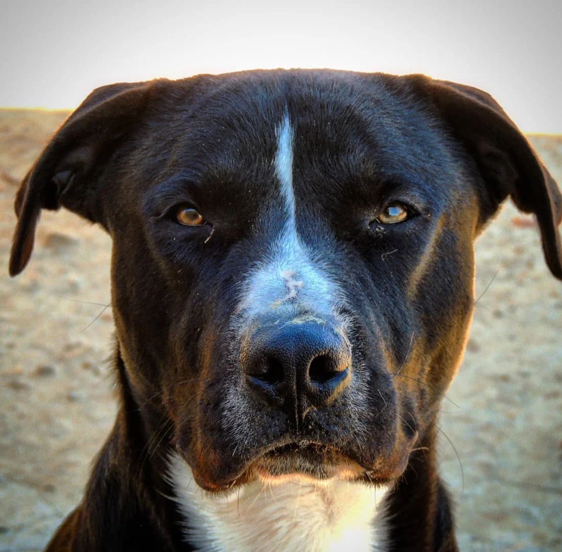 Maxi (Vermittlungshilfe), Mixed Breed for adoption at Tierschutzverein Europa, München