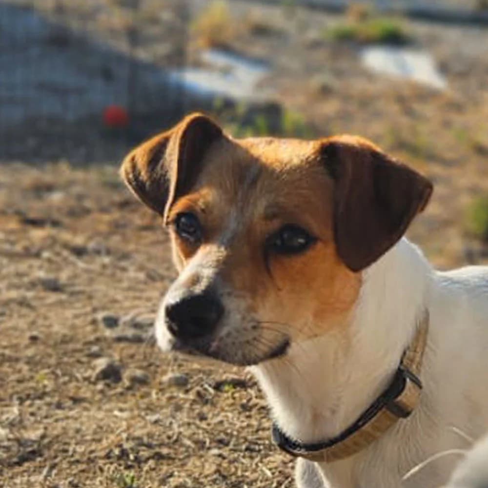 Maya, puppy Mixed Breed for adoption at Tierschutzverein Europa, München