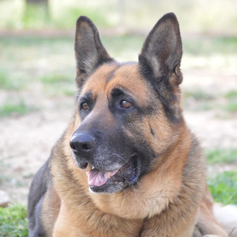 Maya, Mixed Breed for adoption at Tierschutzverein Europa, München