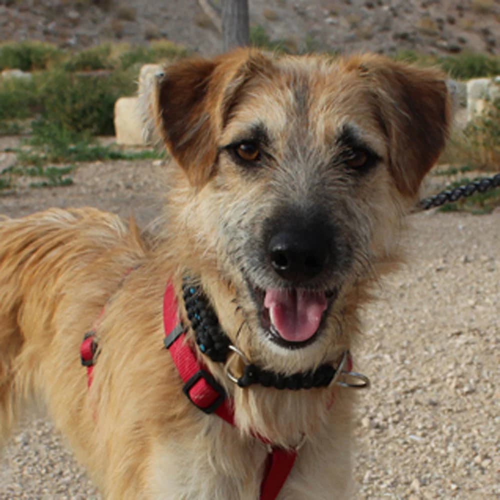Mei, Mixed Breed for adoption at Tierschutzverein Europa, München