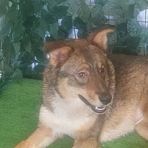 Mia, senior Mixed Breed for adoption at Tierschutzverein Europa, München