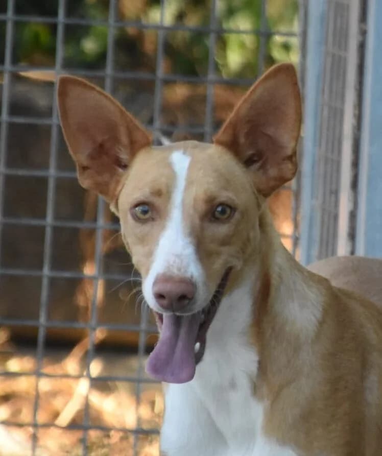 Milki, Mixed Breed for adoption at Tierschutzverein Europa, München