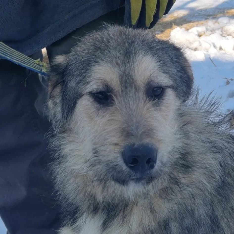 Milo, Mixed Breed for adoption at Tierschutzverein Europa, München