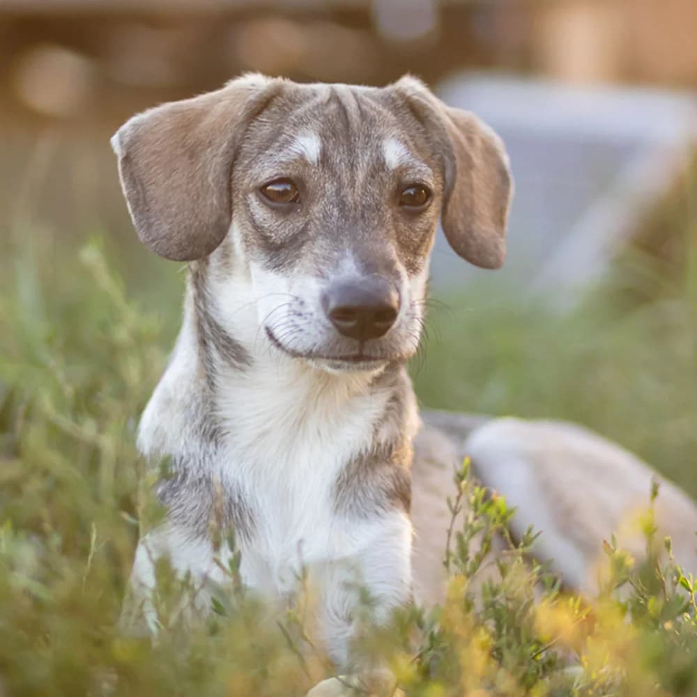 Milo, puppy Mixed Breed for adoption at Tierschutzverein Europa, München
