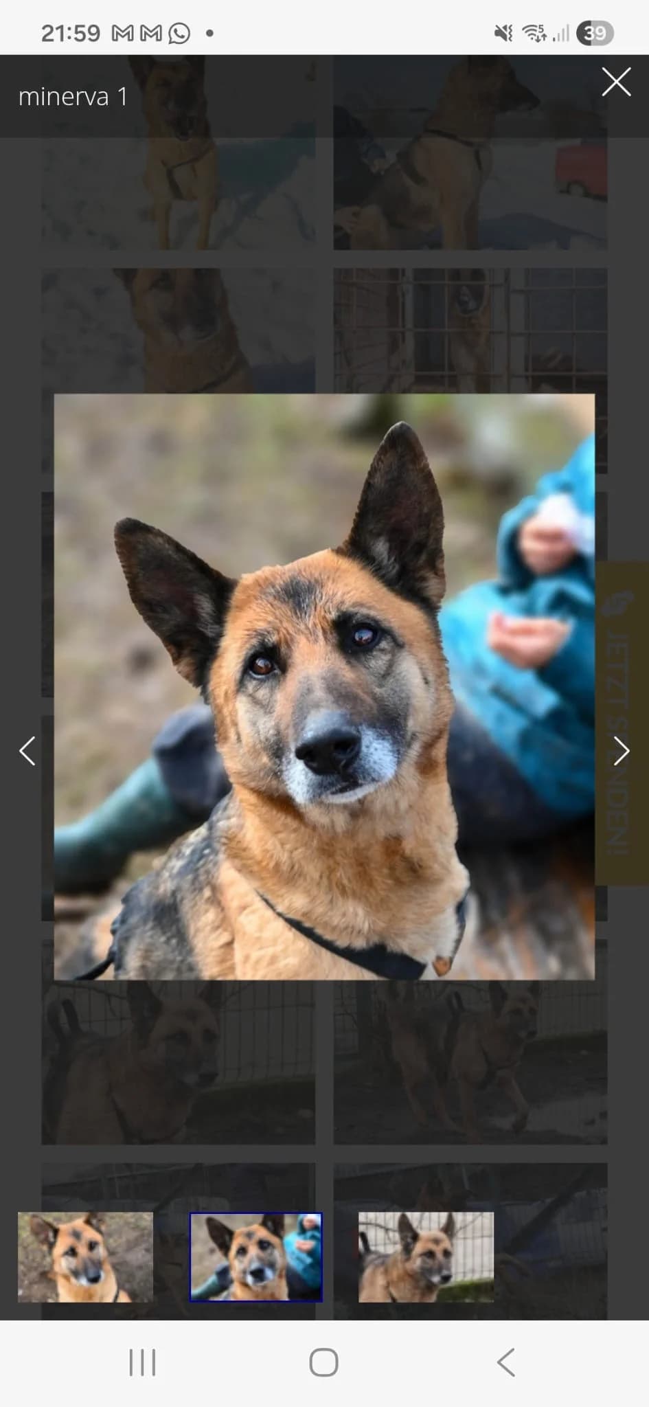 Minerva, Mixed Breed for adoption at Tierschutzverein Europa, München