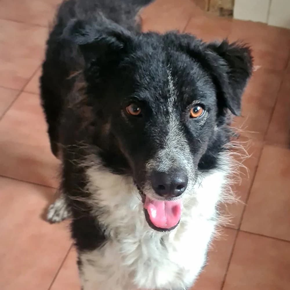 Mirta, Mixed Breed for adoption at Tierschutzverein Europa, München
