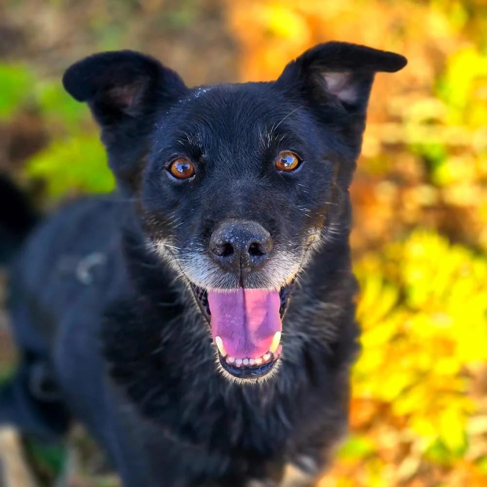 Monk, Mixed Breed for adoption at Tierschutzverein Europa, München