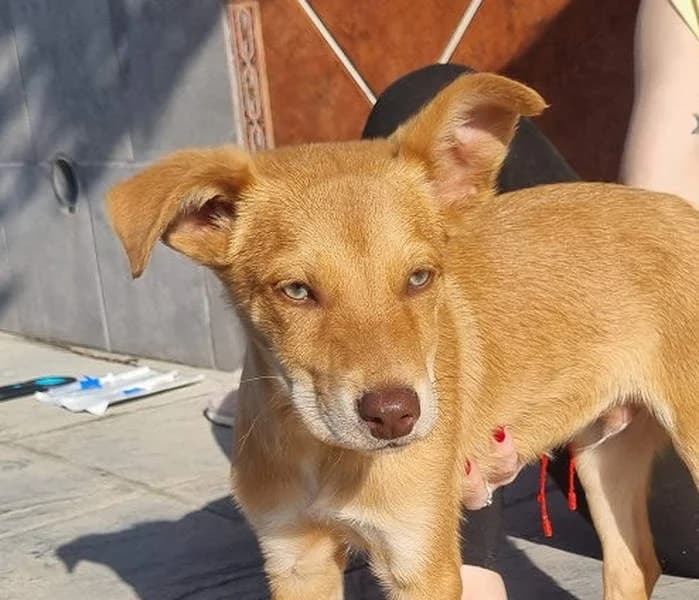 Morgan, Mixed Breed for adoption at Tierschutzverein Europa, München