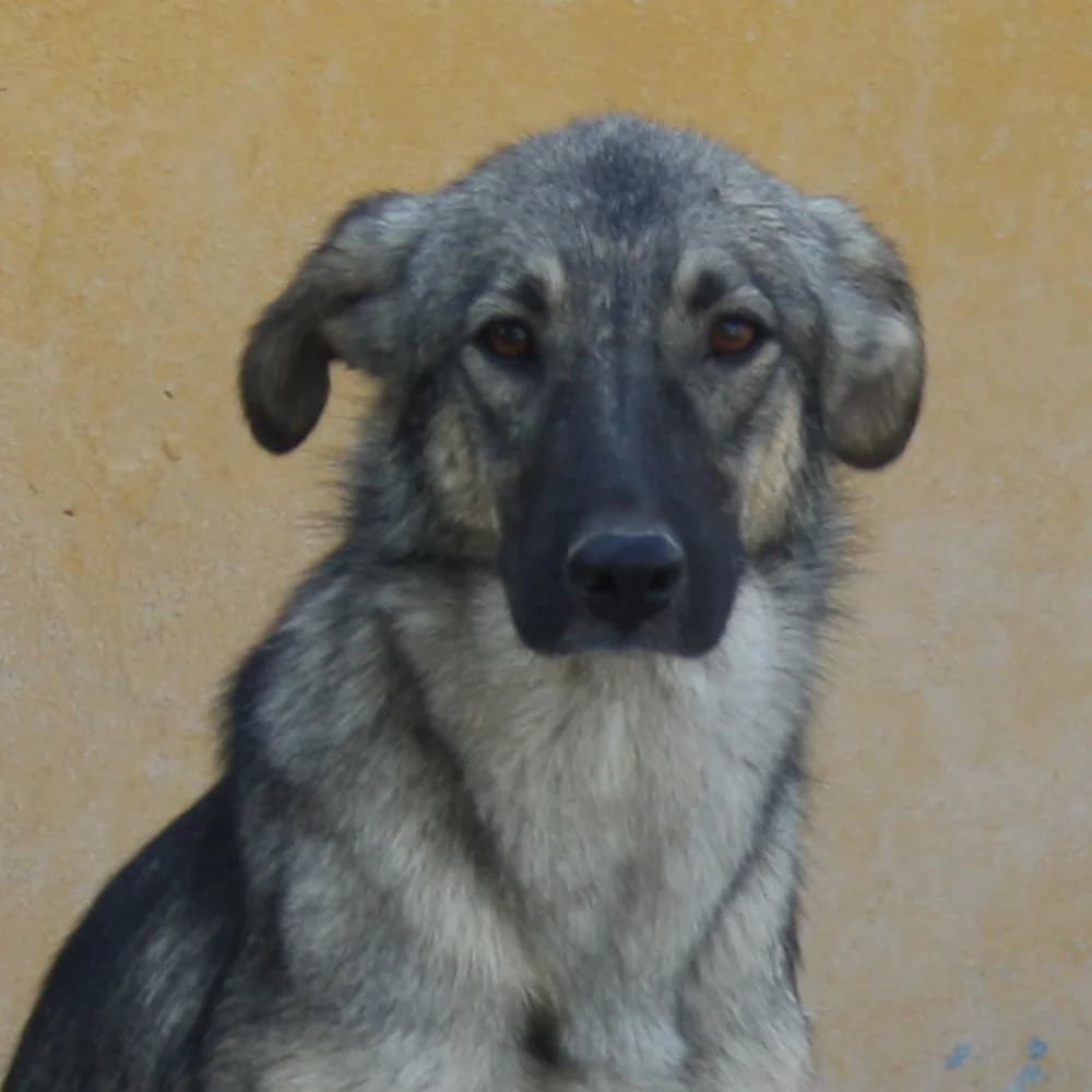 Mulan, Mixed Breed for adoption at Tierschutzverein Europa, München