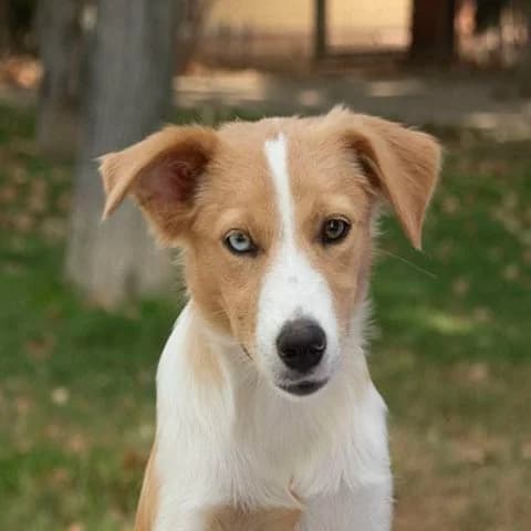 Nala, weiß Mixed Breed for adoption at Tierschutzverein Europa, München