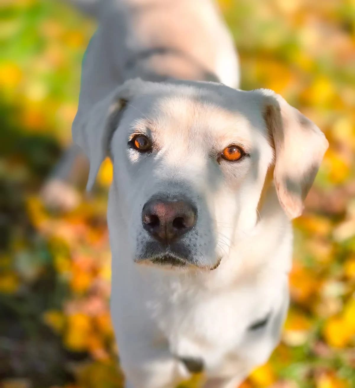 Nami, Mixed Breed for adoption at Tierschutzverein Europa, München