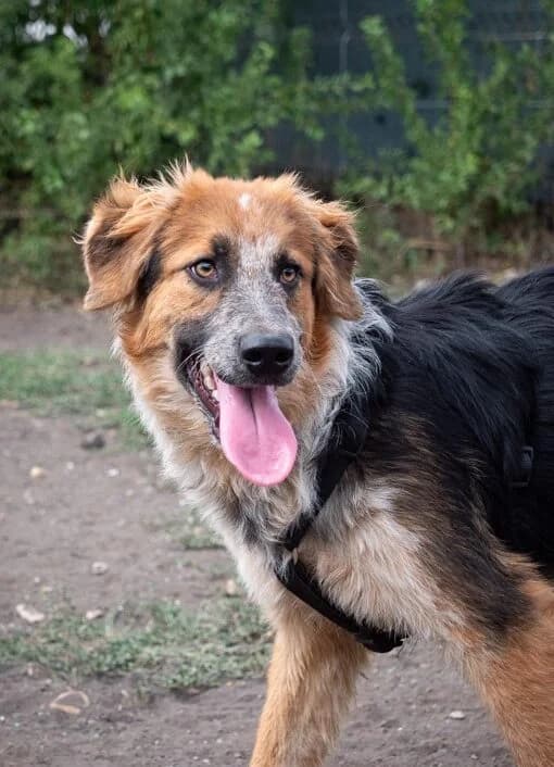 Nectar, puppy Mixed Breed for adoption at Tierschutzverein Europa, München