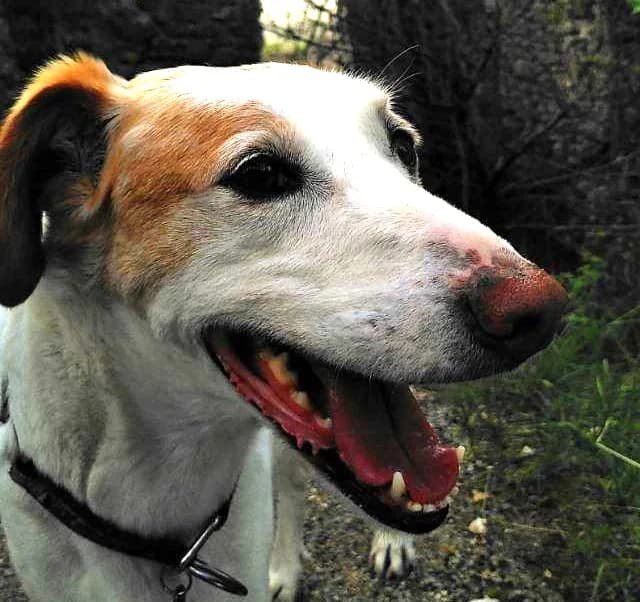 Neko, senior Mixed Breed for adoption at Tierschutzverein Europa, München