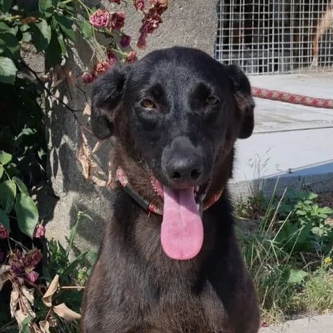 Nera, young Mixed Breed for adoption at Tierschutzverein Europa, München
