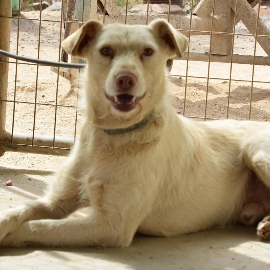 Nico, Mixed Breed for adoption at Tierschutzverein Europa, München