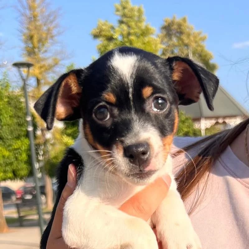 Nicolás, puppy Mixed Breed for adoption at Tierschutzverein Europa, München