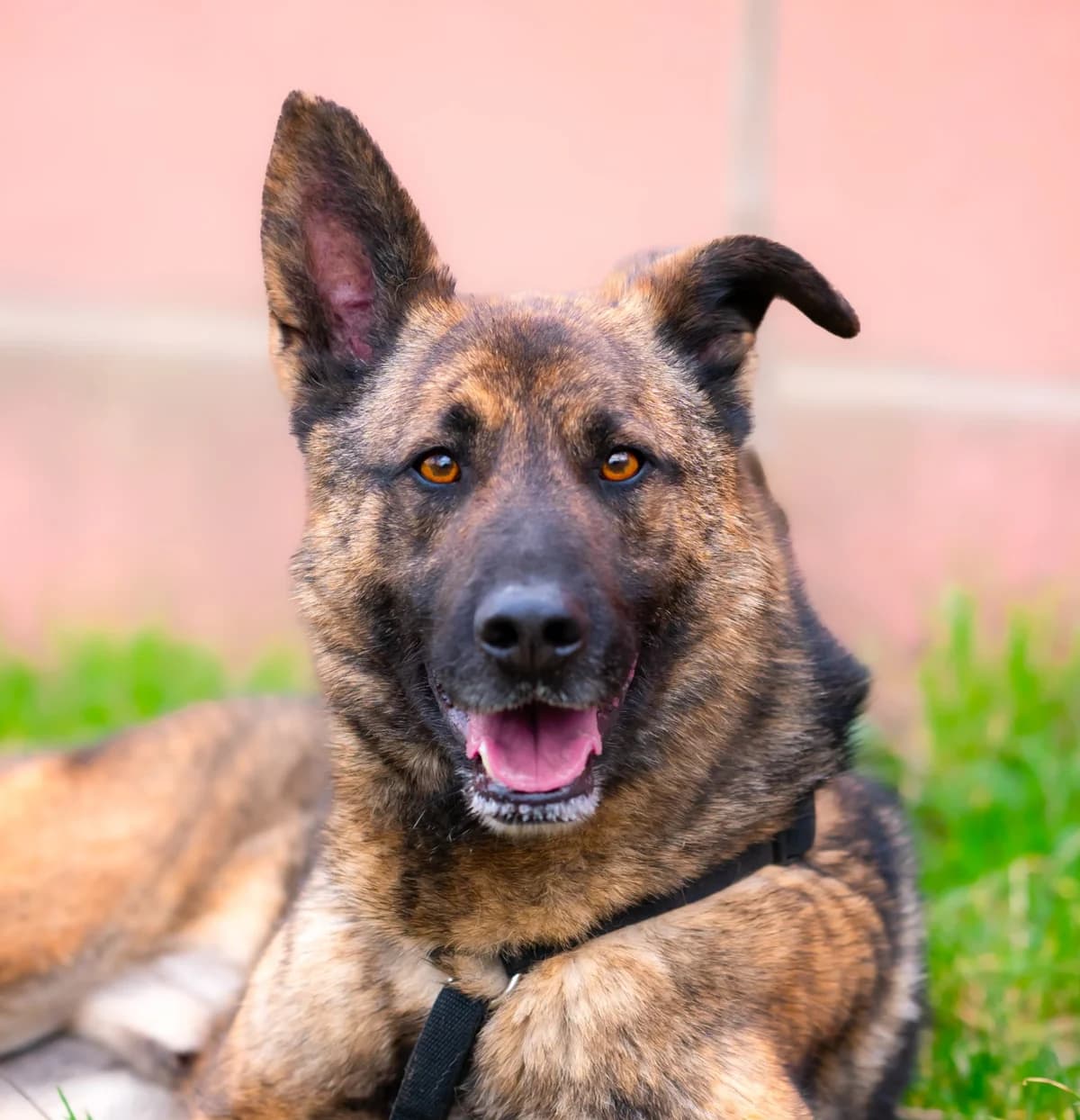 Nikki, 3yo Mixed Breed for adoption at Tierschutzverein Europa, München