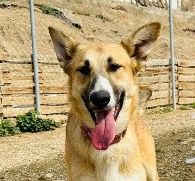 Nina, puppy Mixed Breed for adoption at Tierschutzverein Europa, München