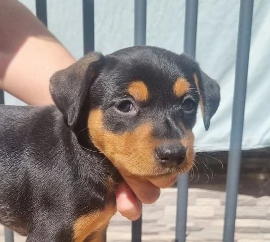 Niza, schwarz puppy Mixed Breed for adoption at Tierschutzverein Europa, München